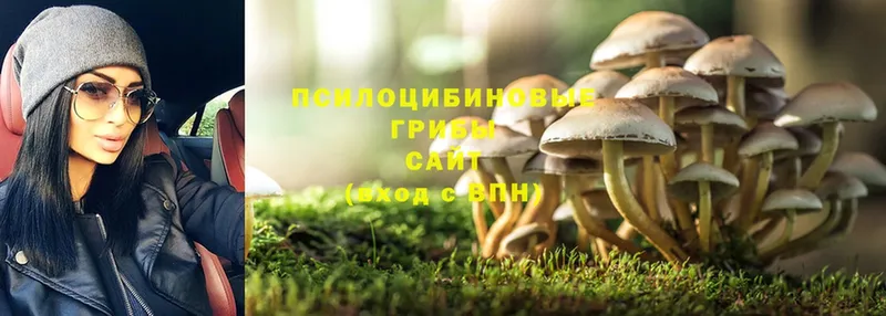 Галлюциногенные грибы Magic Shrooms  даркнет клад  Магадан 